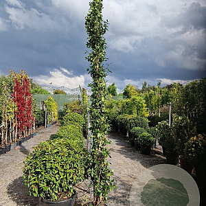 Trachelospermum jasminoides 300-350 cm 25L