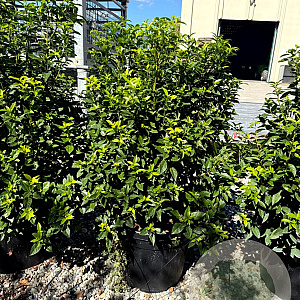 Viburnum tin. Spirit 100-125 cm 45L