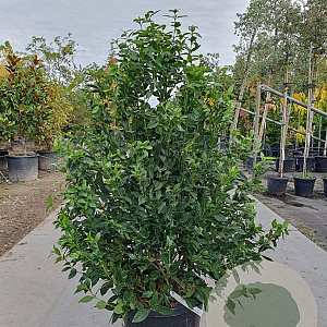 Viburnum tin. Spirit 125-150 cm 45L