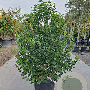 Viburnum tin. Spirit 125-150 cm 45L