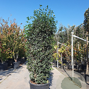 Viburnum tin. Spirit 175-200 cm cont. 95L