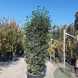 Viburnum tin. Spirit 175-200 cm cont. 95L
