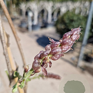 Wisteria floribunda 150-175 cm 3,0L