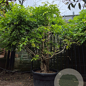 Wisteria sinensis 200-250 cm cont. 150L stam