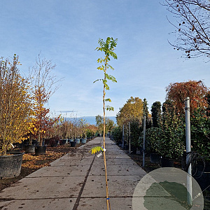 Wisteria sinensis 'Prolific' 175-200 cm 3,0L