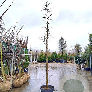Ziziphus jujuba 180 cm stam container 16-18 leiboom