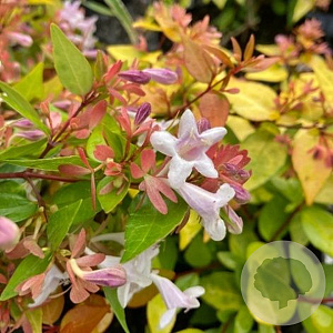 Abelia grandifl. 'Gold Spot' 60-80 cm 15L