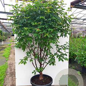 Acer griseum 200-250 cm cont. 110L meerstammig