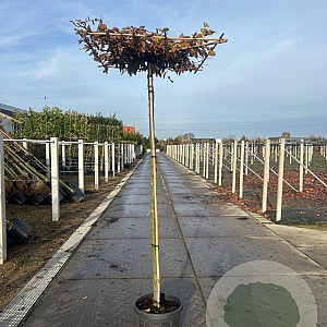 Carpinus betulus 14-16 HO 50L dakvorm 240 vierkant 120x120
