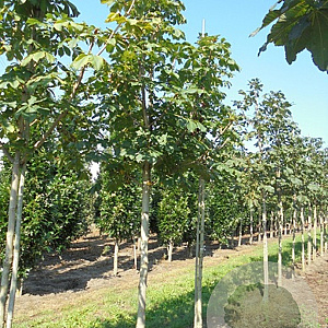 Aesculus carnea 'Briotii' 10-12 HO draadkluit