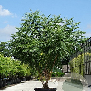 Koelreuteria paniculata 250-300 cm cont. 150L meerstammig