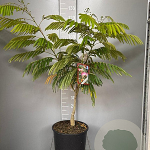 Albizia julibr. Ombrella 100-125 cm 20L