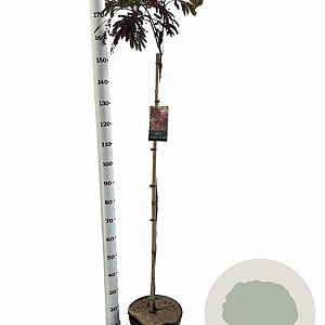 Albizia julibr. 'Summer Chocolate' 120 cm stam 10L