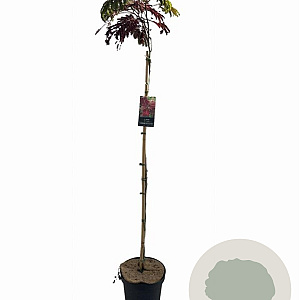 Albizia julibr. 'Summer Chocolate' 120 cm stam 10L