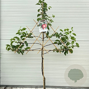 Malus d. 'Cox's Orange Pippin' 100 cm stam cont. 60L lei 150x120 4 etages