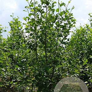 Alnus glutinosa 300-350 cm draadkluit meerstammig