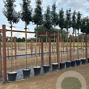 Prunus l. 'Angustifolia' 8-10 HO 25L