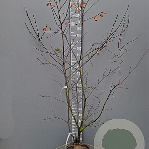 Amelanchier lamarckii 175-200 cm met kluit