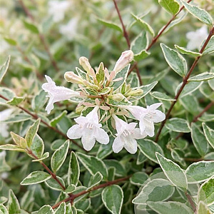 Abelia grandifl. Lucky Lots 80-100 cm 10L