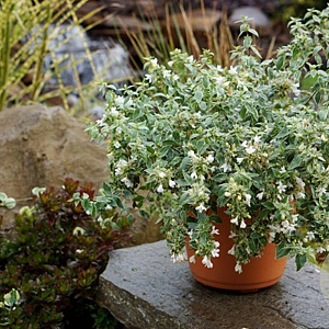Abelia grandifl. 'Wevo1' 80-100 cm 10L
