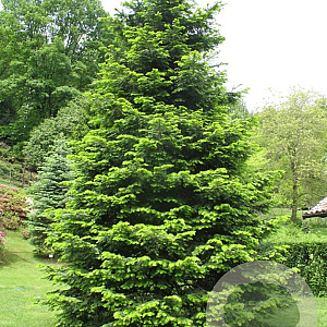 Abies grandis 400-450 cm draadkluit solitair