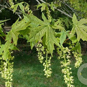 Acer macrophyllum 10-12 HO draadkluit