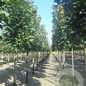 Acer plat. 'Columnare' 14-16 HO draadkluit