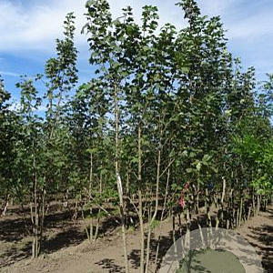 Acer pseudoplatanus 350-400 cm draadkluit meerstammig 