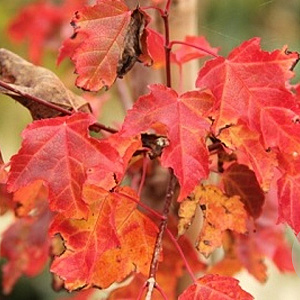 Acer tataricum ginnala 10-12 HO draadkluit