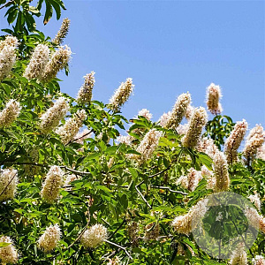 Aesculus californica 16-18 HO draadkluit
