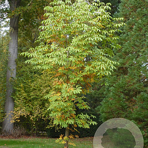 Aesculus chinensis 16-18 HO draadkluit