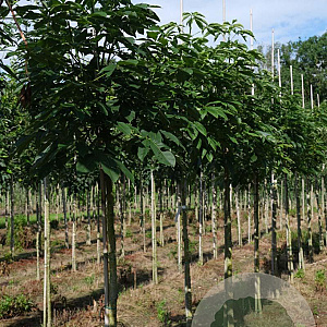 Aesculus flava 12-14 HO draadkluit