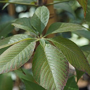 Aesculus glabra 'October Red' 8-10 HO draadkluit
