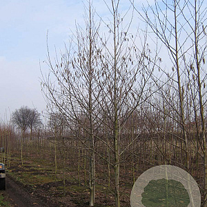 Alnus incana 18-20 HO draadkluit