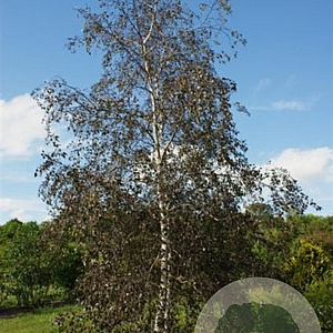 Betula 'Penci-2' 10-12 HO draadkluit