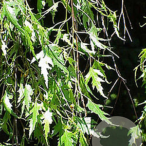 Betula p. 'Crispa' 10-12 HO draadkluit geveerd