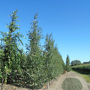 Betula p. 'Zwitsers Glorie' 10-12 HO draadkluit geveerd