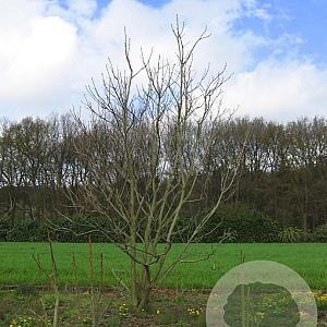 Catalpa bignonioides 550-600 cm draadkluit meerstammig 400-500 diameter