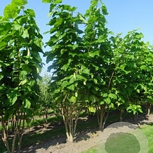 Catalpa bignonioides 600-700 cm draadkluit meerstammig