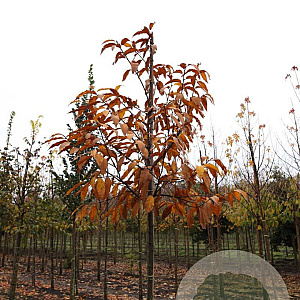Castanea sativa 12-14 HO draadkluit