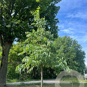 Celtis australis 10-12 HO draadkluit