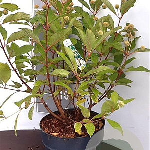 Cephalanthus occidentalis 60-80 cm 5,0L