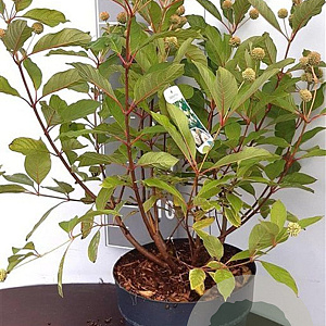 Cephalanthus occidentalis 60-80 cm 5,0L