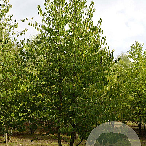 Corylus colurna 550-600 cm draadkluit meerstammig 400-500 diameter