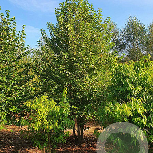 Corylus colurna 550-600 cm draadkluit meerstammig 400-500 diameter
