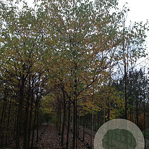 Cornus controversa 20-25 HO draadkluit