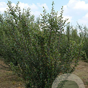 Cotoneaster simonsii 200-250 cm draadkluit struik