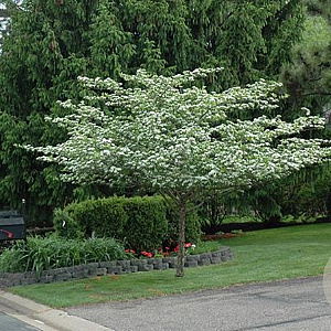 Crataegus crus-galli 'Inermis' 6-8 HO draadkluit