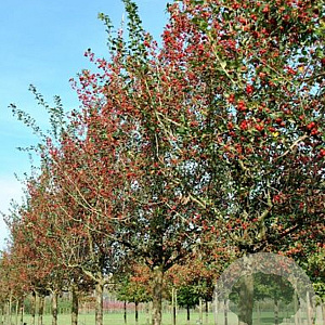 Crataegus grignonensis 8-10 HO draadkluit