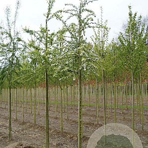 Crataegus monogyna 10-12 HO draadkluit